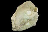 Fossil Oreodont (Merycoidodon) Skull - Wyoming #144151-1